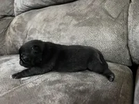 AKC Jett, a male Pug for sale in Eau Claire, WI – Photo 4 of 7