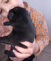 AKC Jett, a male Pug for sale in Eau Claire, WI – Photo 6 of 7