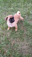 Clark, a male Pug for sale in Eau Claire, WI – 3 of 3
