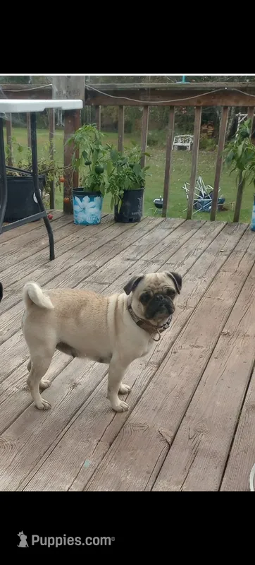 Fawn female – Pug puppy for sale in Eau Claire, WI