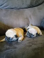 AKC fawn male, a male Pug for sale in Eau Claire, WI – 5 of 5