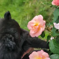 Kai, a female Pomeranian for sale in Eau Claire, WI – 4 of 4