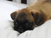 Melody, a female Pug for sale in Eau Claire, WI – 2 of 4