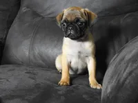 Melody, a female Pug for sale in Eau Claire, WI – 3 of 4