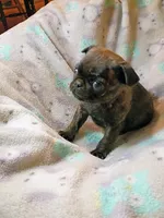 Brindle boy, a male Pug for sale in Eau Claire, WI – Photo 3 of 3