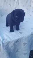 AKC black female, a female Pug for sale in Eau Claire, WI – 2 of 3