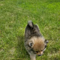 Kodiak, a male Pomeranian for sale in Eau Claire, WI – 2 of 3
