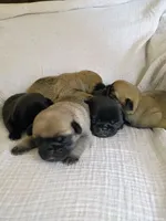 AKC fawn male, a male Pug for sale in Eau Claire, WI – 3 of 5