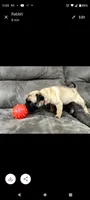 AKC Fawn, a female Pug for sale in Eau Claire, WI – Photo 2 of 4