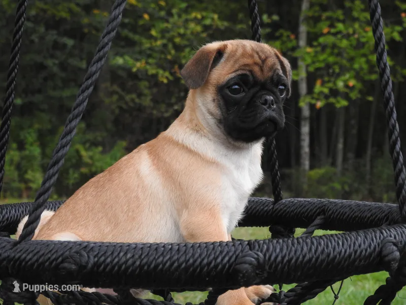 Clark – Pug puppy for sale in Eau Claire, WI