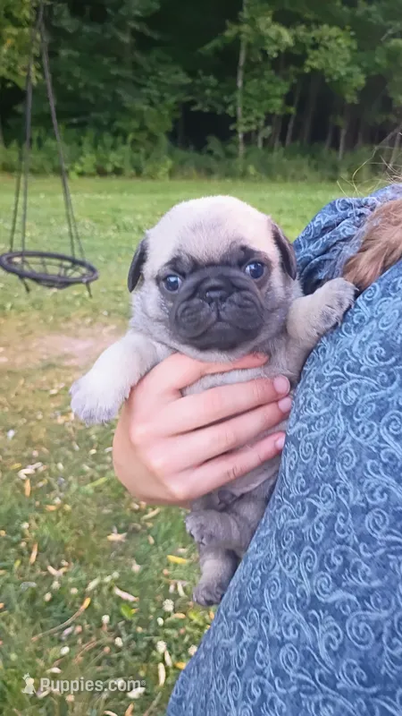 AKC fawn male – Pug puppy for sale in Eau Claire, WI