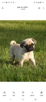 Max, a female Pug for sale in Eau Claire, WI – 2 of 2