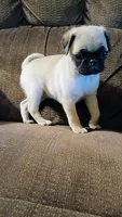 Sasha, a female Pug for sale in Eau Claire, WI – 4 of 5