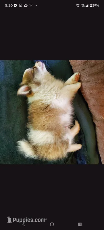 Keanu – Pomeranian puppy for sale in Eau Claire, WI