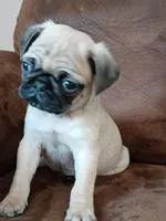 Clark, a female Pug for sale in Eau Claire, WI – Photo 3 of 3