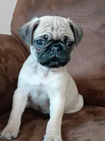 Clark, a female Pug for sale in Eau Claire, WI – Photo 2 of 3