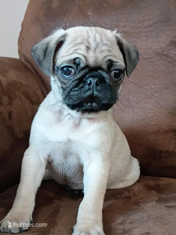 Clark – Pug puppy for sale in Eau Claire, WI