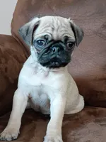 Clark, a female Pug for sale in Eau Claire, WI – Photo 1 of 3