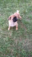 Clark, a male Pug for sale in Eau Claire, WI – 2 of 3