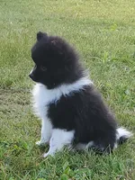 Keanu, a male Pomeranian for sale in Eau Claire, WI – 3 of 3