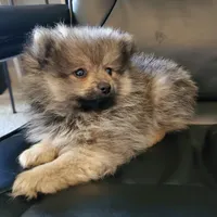 Kodiak, a male Pomeranian for sale in Eau Claire, WI – 3 of 3