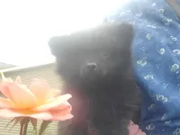 Kai, a female Pomeranian for sale in Eau Claire, WI – 2 of 4