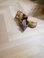 Fawn boy, a male Pug for sale in Eau Claire, WI – Photo 2 of 2