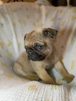 Fawn boy, a male Pug for sale in Eau Claire, WI – Photo 1 of 2