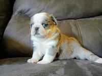 Snuggles blue Merle panda, a female Pug for sale in Eau Claire, WI – 3 of 4