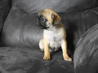 Melody, a female Pug for sale in Eau Claire, WI – 4 of 4