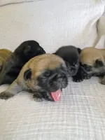 AKC fawn male, a male Pug for sale in Eau Claire, WI – 4 of 5