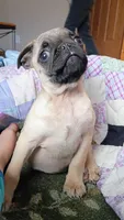Smarty, a male Pug for sale in Eau Claire, WI – Photo 5 of 5