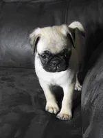 Sasha, a female Pug for sale in Eau Claire, WI – 5 of 5