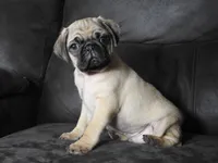 Max, a male Pug for sale in Eau Claire, WI – 3 of 3