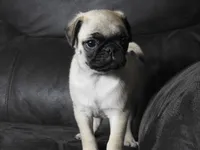 Sasha, a female Pug for sale in Eau Claire, WI – 1 of 5