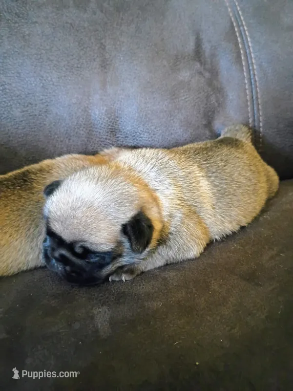 AKC fawn male – Pug puppy for sale in Eau Claire, WI