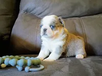 Snuggles blue Merle panda, a female Pug for sale in Eau Claire, WI – 4 of 4