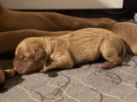 Female 3, a female Labrador Retriever for sale in Portland, TN – Photo 1 of 5