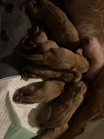 Female 3, a female Labrador Retriever for sale in Portland, TN – Photo 5 of 5