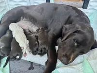 Female 5, a female Labrador Retriever for sale in Portland, TN – Photo 2 of 4