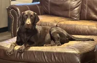 Female 5, a female Labrador Retriever for sale in Portland, TN – Photo 3 of 4