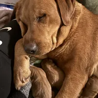 Male 2, a male Labrador Retriever for sale in Portland, TN – Photo 2 of 5