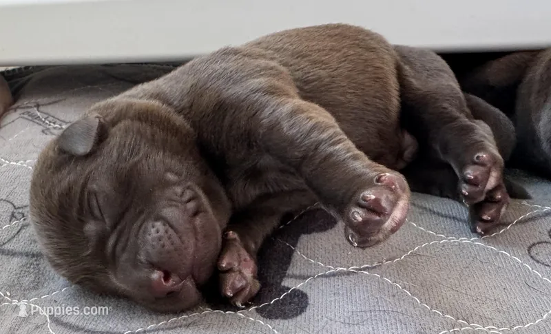 Female 6, a female Labrador Retriever for sale in Portland, TN – Photo 1 of 6