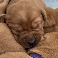 Zoey Male 5, a male Labrador Retriever for sale in Portland, TN – Photo 2 of 2