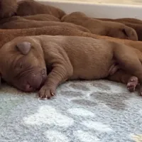 Zoey Male 5, a male Labrador Retriever for sale in Portland, TN – Photo 1 of 2