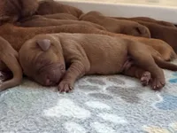 Zoey Male 5, a male Labrador Retriever for sale in Portland, TN – Photo 1 of 2