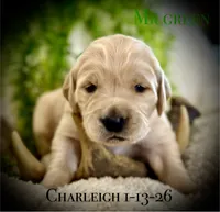 Charleigh Male 6, a male Golden Retriever for sale in Portland, TN – Photo 3 of 4