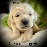 Charleigh Male 6, a male Golden Retriever for sale in Portland, TN – Photo 2 of 4