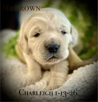 Charleigh Male 6, a male Golden Retriever for sale in Portland, TN – Photo 2 of 4