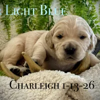 Charleigh Male 6, a male Golden Retriever for sale in Portland, TN – Photo 1 of 4